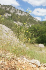 Melilotus neapolitanus