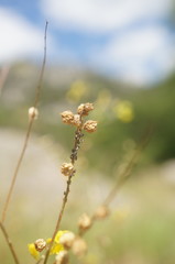 Melilotus neapolitanus