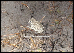 Anaxyrus compactilis