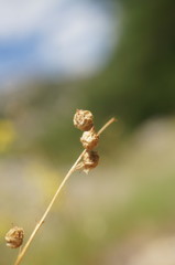 Melilotus neapolitanus