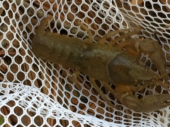 Cambarus latimanus