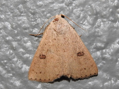 Scolecocampinae