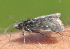 Metaxmeste phrygialis