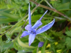 Delphinium consolida