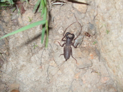 Mastigoproctus