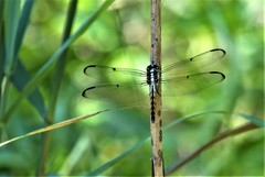 Libellula axilena