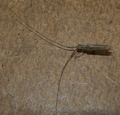 Hippopsis lemniscata