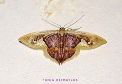 Idaea flavicosta