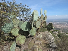 Opuntia robusta