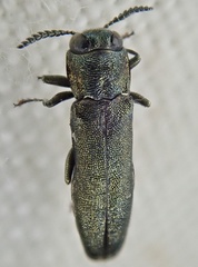 Agrilus laticornis