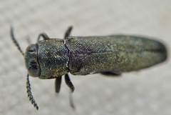 Agrilus laticornis