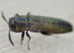 Agrilus laticornis