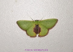 Synchlora astraeoides