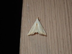 Haimbachia placidellus