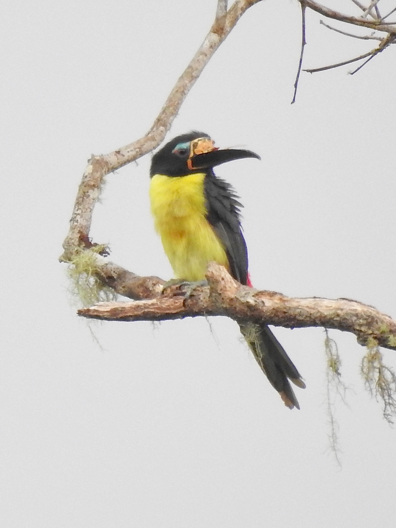 Lettered Aracari illustration