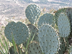 Opuntia robusta