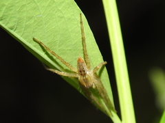 Dolomedes holti