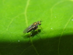 Achradocera