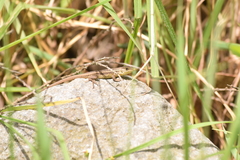 Stenocercus guentheri