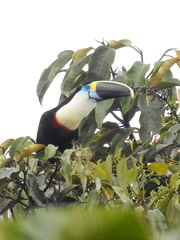 Ramphastos vitellinus