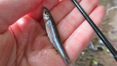 Notropis spectrunculus