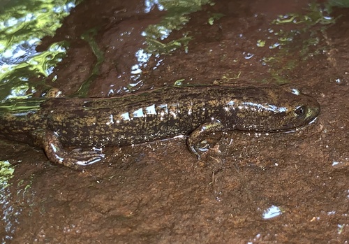 Northern Shovel-nosed Salamander
