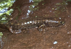 Desmognathus marmoratus
