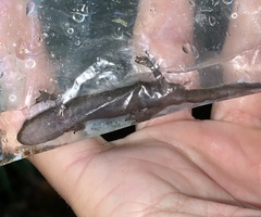 Desmognathus marmoratus