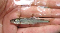Notropis spectrunculus