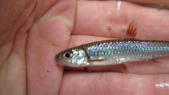 Notropis spectrunculus