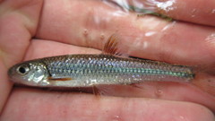 Notropis spectrunculus