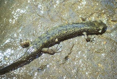 Desmognathus marmoratus