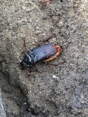 Prionus laticollis