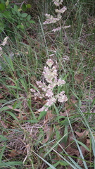 Poa arachnifera