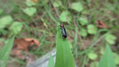 Placopterus thoracicus