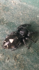 Phidippus audax