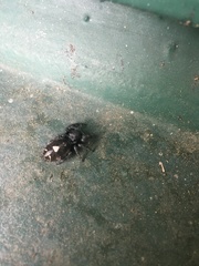 Phidippus audax