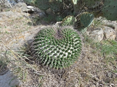 Mammillaria gigantea