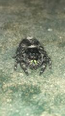 Phidippus audax