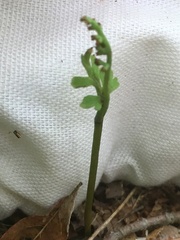 Botrychium matricariifolium