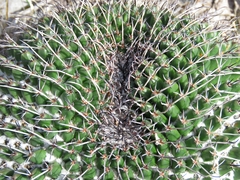 Mammillaria gigantea