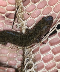 Desmognathus marmoratus