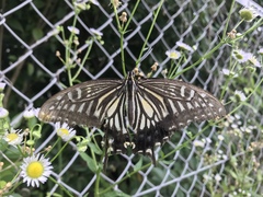 Papilio xuthus