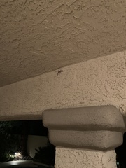 Hemidactylus turcicus