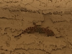 Hemidactylus turcicus