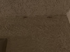 Hemidactylus turcicus