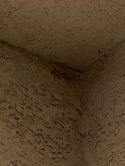 Hemidactylus turcicus