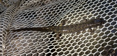 Desmognathus marmoratus