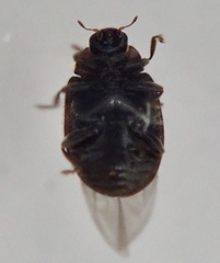 Scymnus suturalis