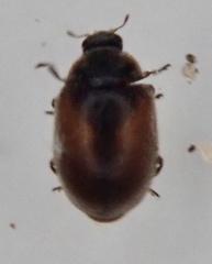 Scymnus suturalis